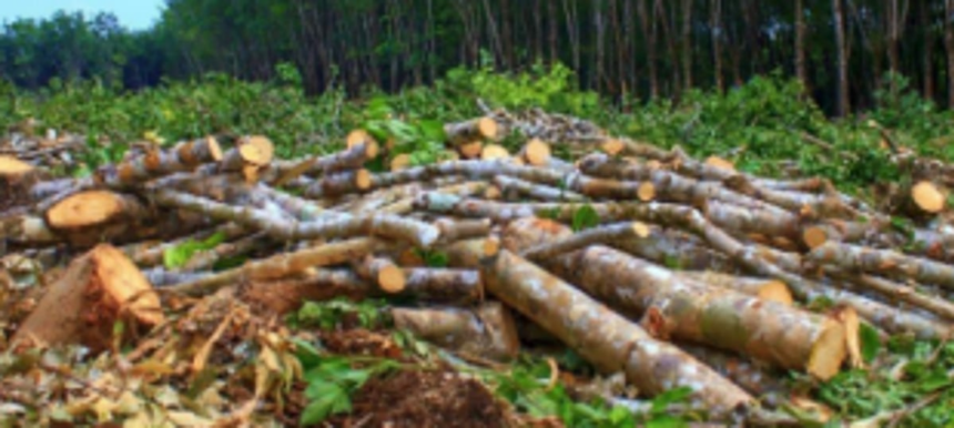 Curti locals demand action against tree felling on hill 1 Curti locals demand action against tree felling on hill