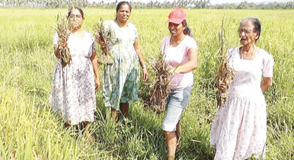 Curtorim farmers displaying their crop, which has been destroyed by Rice Blast disease. Rice blast is a  plant-pathogenic fungus.