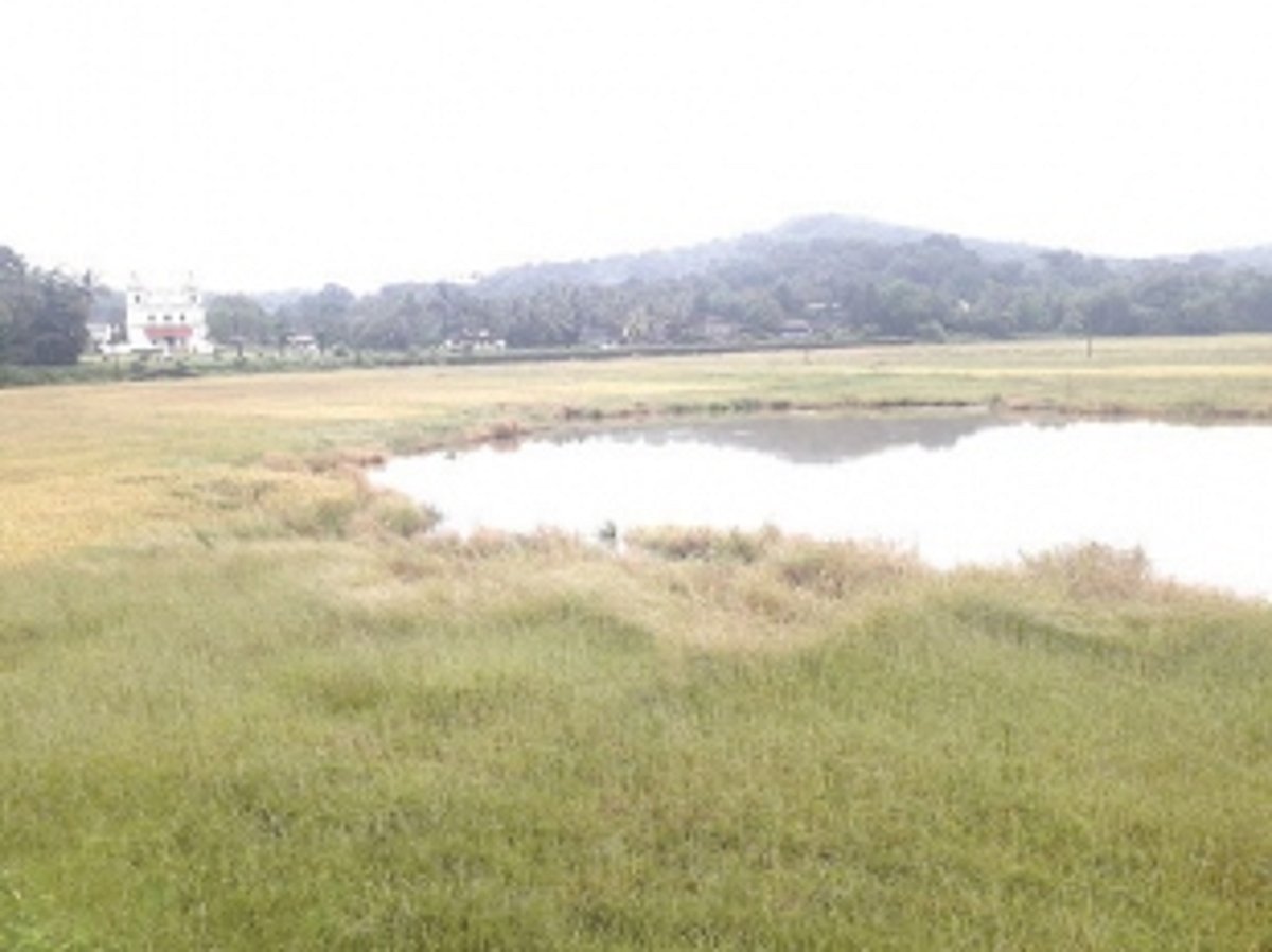 Curtorim has to wait longer to become State’s first biodiversity site