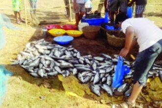 Curtorim lake harvested,  but bidder disappointed