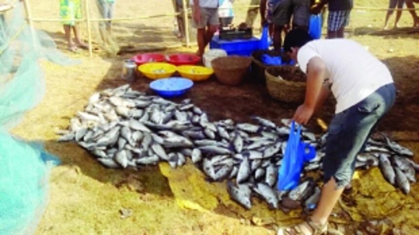 Curtorim lake harvested,  but bidder disappointed