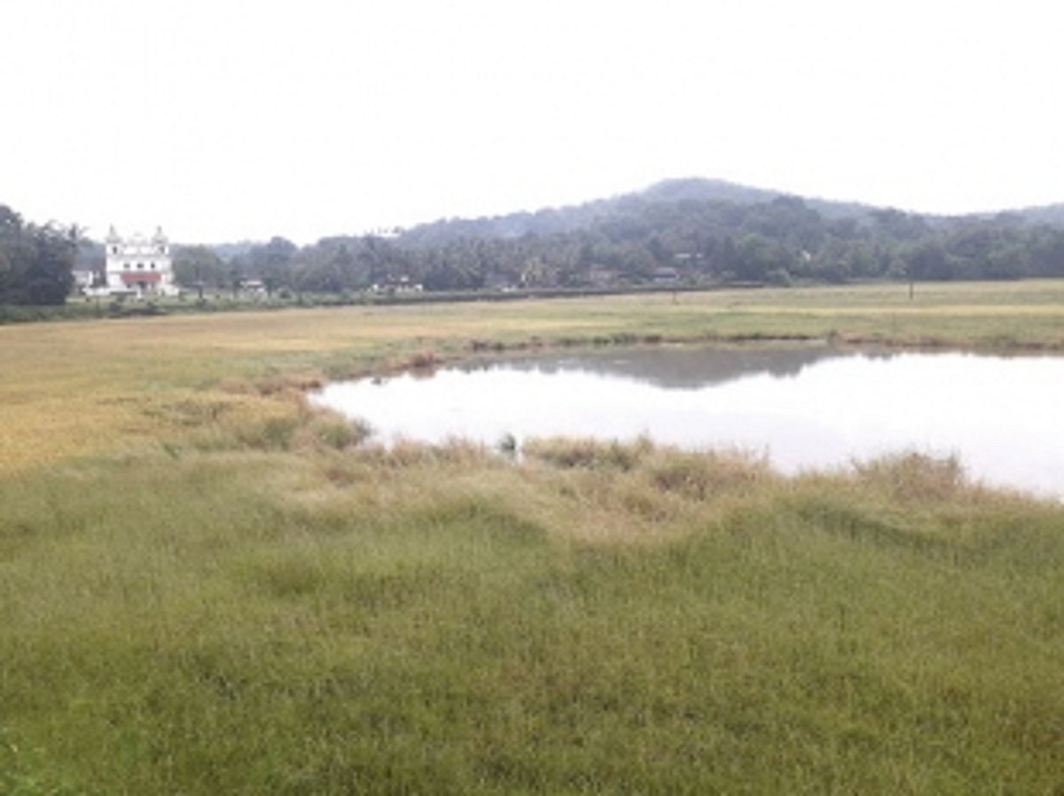 Curtorim’s wait to be first Biodiversity Heritage Site still in limbo