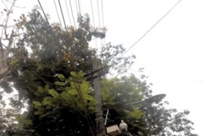Cut branches touching electrical wires