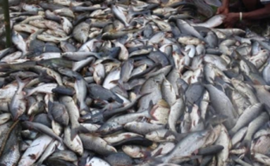 Cutbona trawler owners in fix over Fisheries advisory