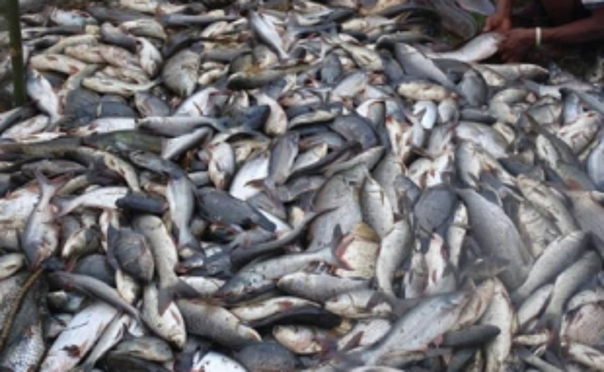 Cutbona trawler owners in fix over Fisheries advisory