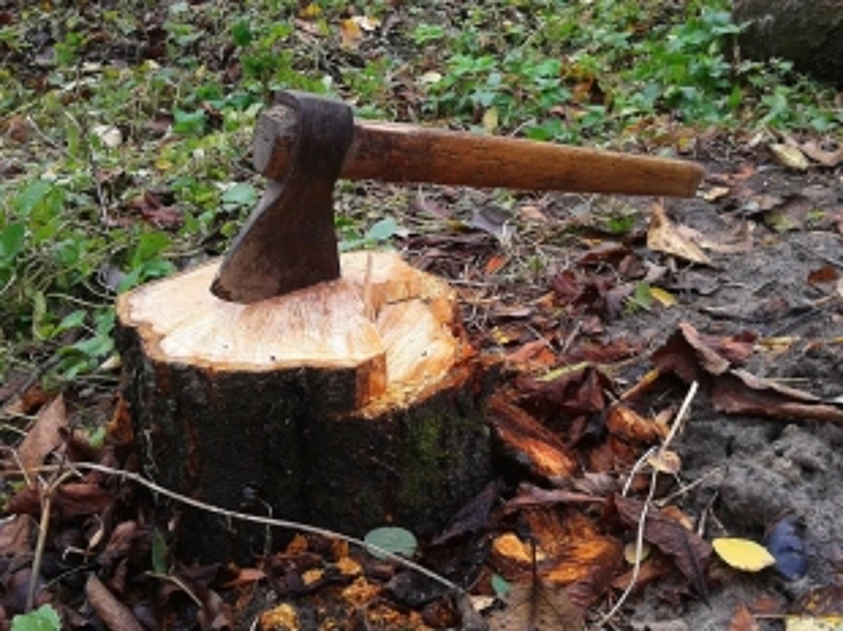 Cutting of trees to turn  FIVE TIMES costlier