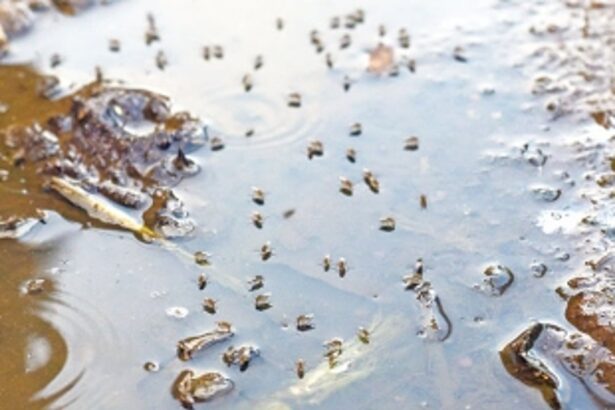 DENGUE CASES SWELL IN CITY