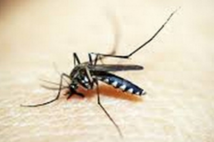 DHS begins preps for  vector-borne diseases