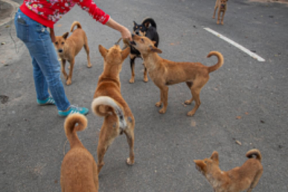 DOGS SNARL; COWS MOO; TUMBLING MEN