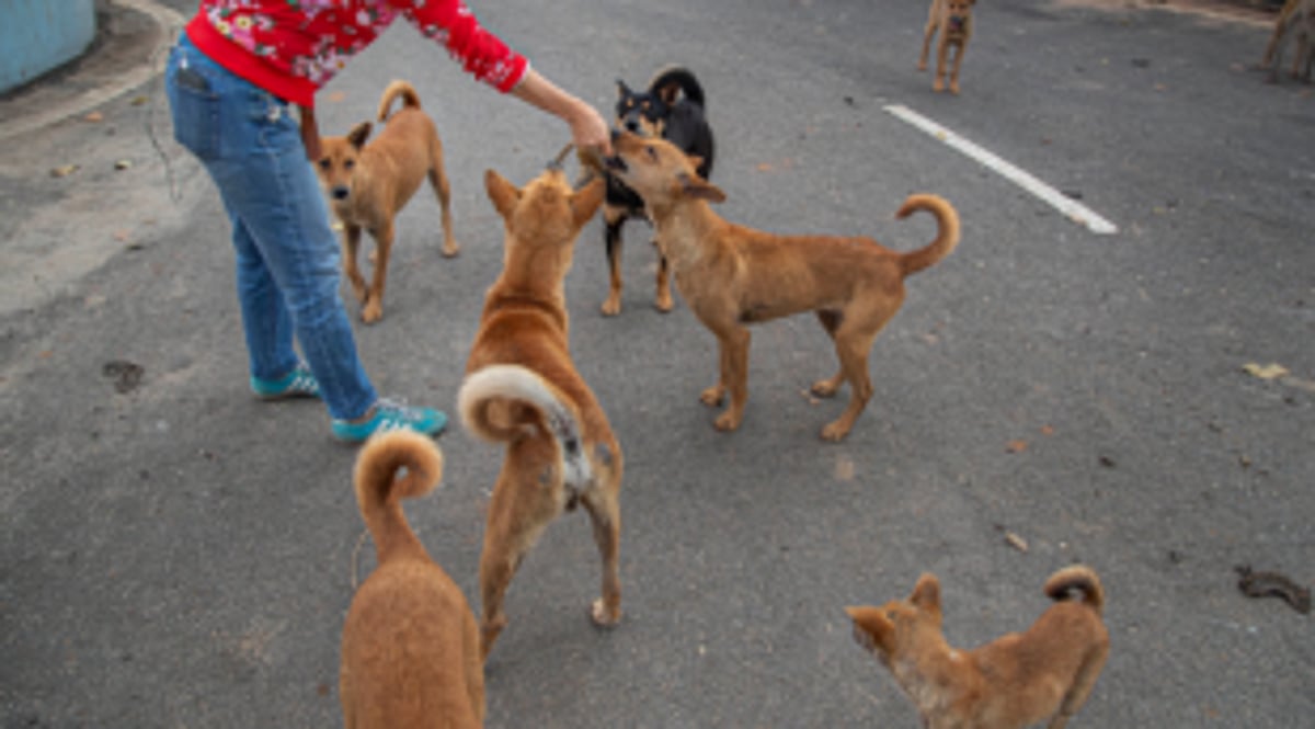 DOGS SNARL; COWS MOO; TUMBLING MEN