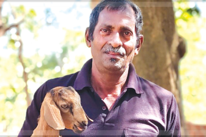 Dairy Farmer Teotonio Afonso's Dedication to Traditional Livestock Rearing