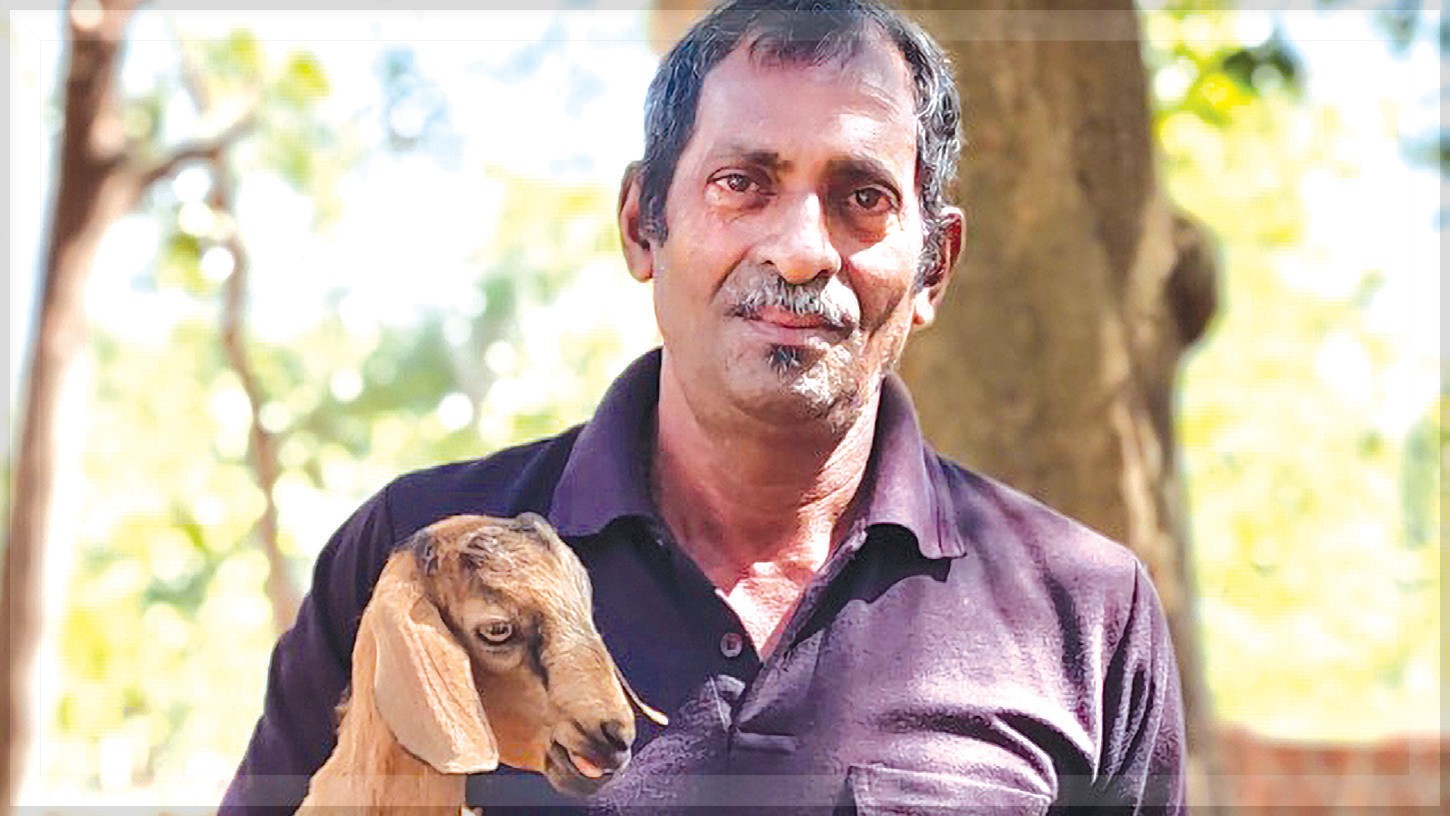 Dairy Farmer Teotonio Afonso's Dedication to Traditional Livestock Rearing
