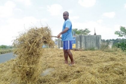 Dairy farmers hit by mechanised harvesting