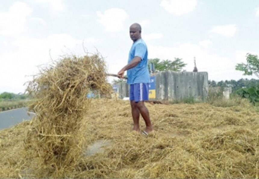 Dairy farmers hit by mechanised harvesting 1 Dairy farmers hit by mechanised harvesting