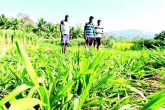Dairy farmers stare at losses as bison ravage grasslands in Sanguem