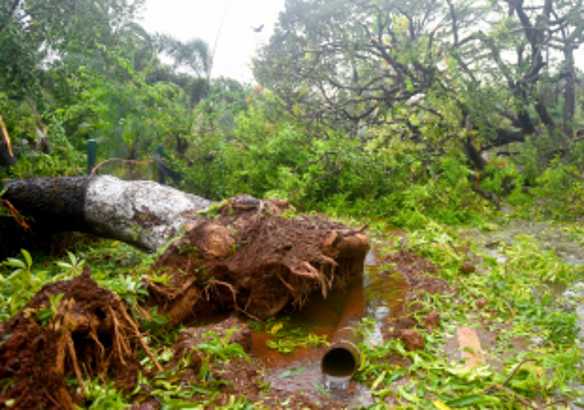 Damage assessment to be completed  within next 2 to 3 days: North Collector