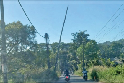 Dangerous Dead Coconut Tree Threatens Sangolda Roadway, Authorities Urged to Act
