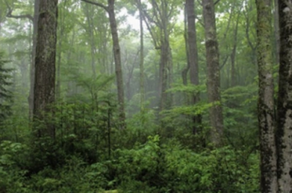 Date extended to file objections   on private forest
