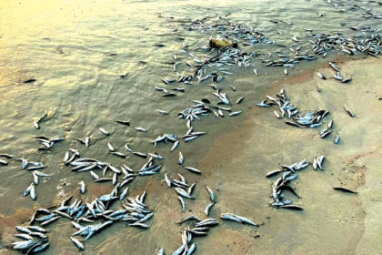 Dead Fish Wash Up on Majorda and Utorda Beaches, Raising Alarm Over Pollution Concerns