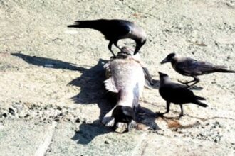 Dead fish gives anxious moments to Marivel fishermen