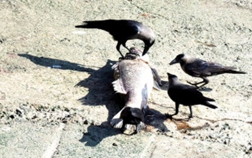 Dead fish gives anxious moments to Marivel fishermen 1 Dead fish gives anxious moments to Marivel fishermen