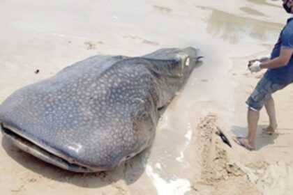 Dead shark, weighing 3,000 kg,  washed ashore at Baga beach