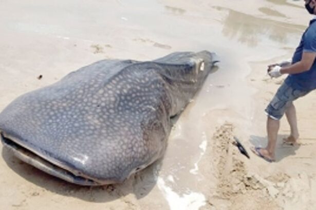 Dead shark, weighing 3,000 kg,  washed ashore at Baga beach