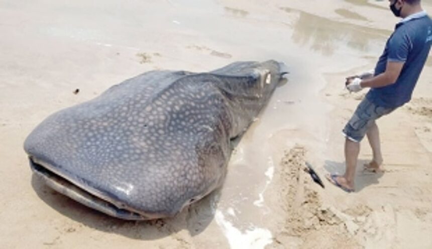 Dead shark, weighing 3,000 kg,  washed ashore at Baga beach