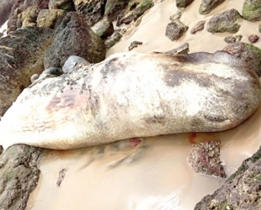 Dead whale washes ashore in Vasco