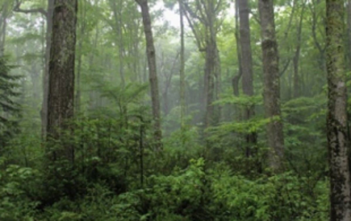 Deadline for filing objection  to pvt forests is March 31