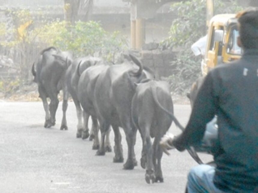Deal firmly with stray cattle menace 1 Deal firmly with stray cattle menace