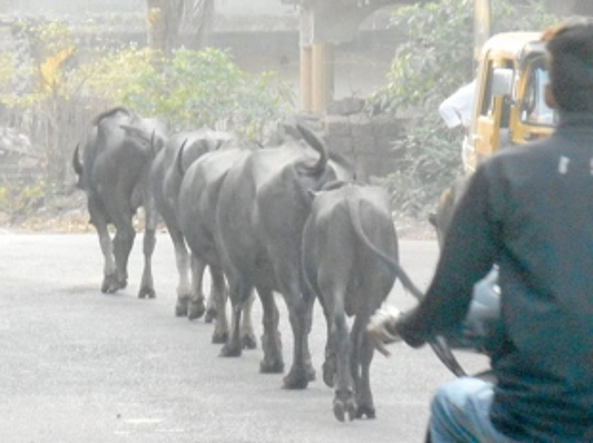 Deal firmly with stray cattle menace