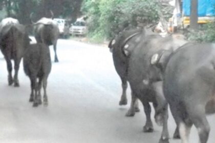 Deal with stray Cattle