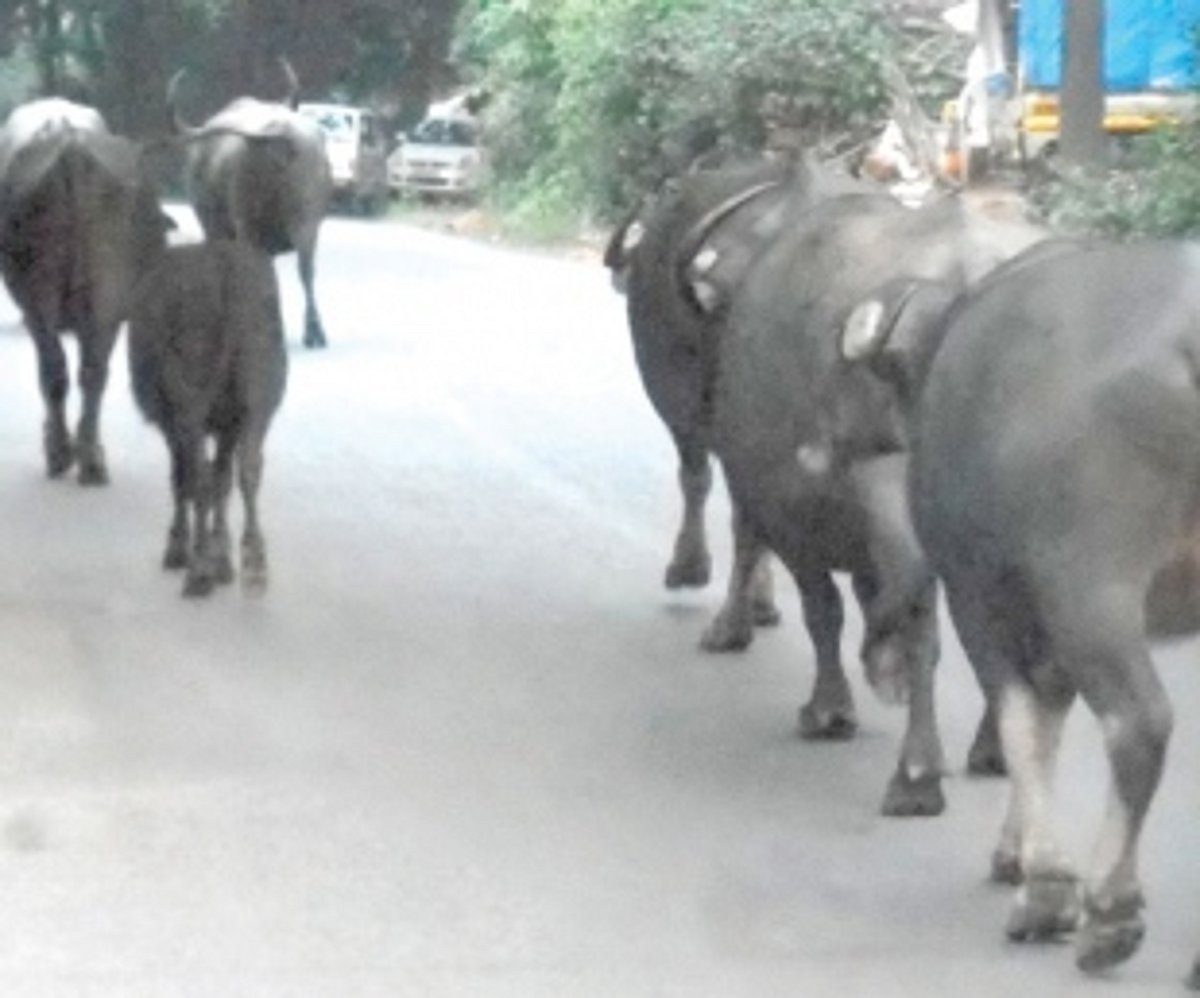 Deal with stray Cattle