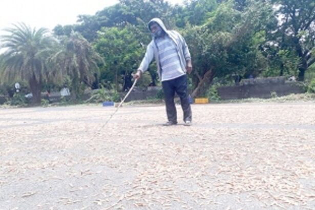 Dearth in dedicated spaces lead fishermen  to dry fish in any open area