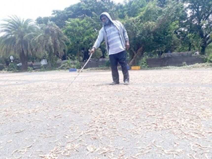 Dearth in dedicated spaces lead fishermen to dry fish in any open area