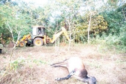 Death of 8 cows in Agonda baffles villagers