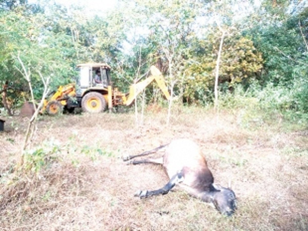 Death of 8 cows in Agonda baffles villagers