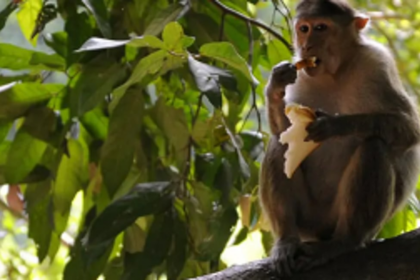 Declare monkeys  as vermin