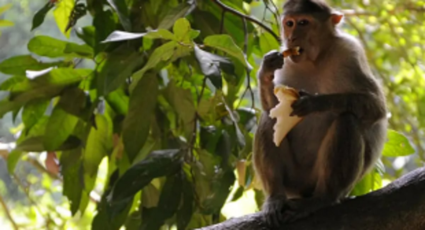 Declare monkeys  as vermin