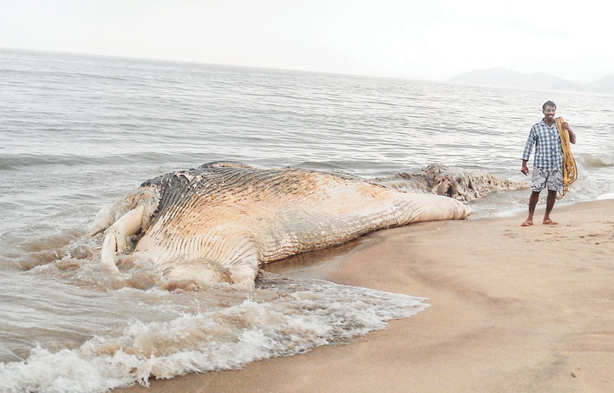 Decomposed whale carcass which was washed ashore at Galgibaga beach on Friday