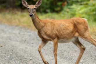 Deer rescued