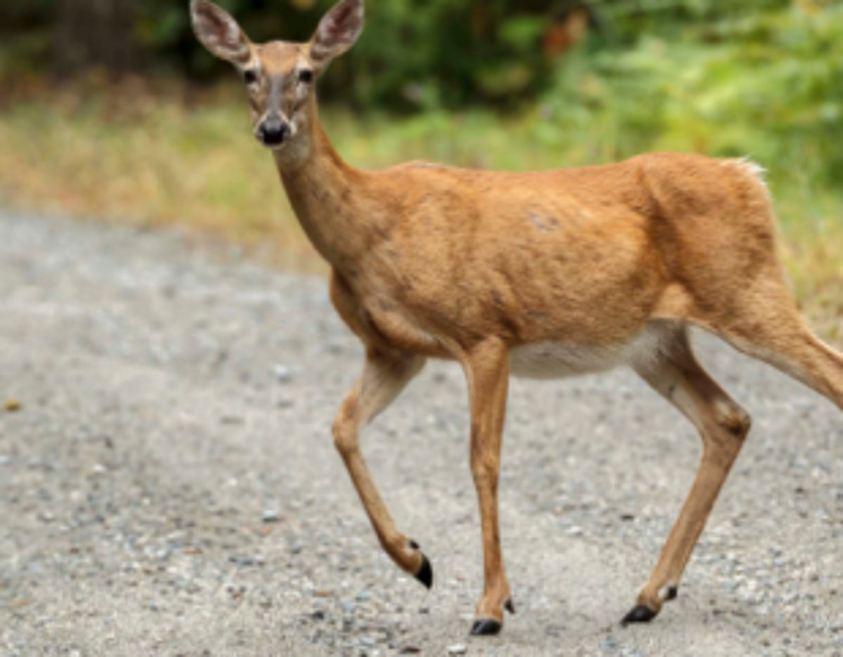Deer rescued