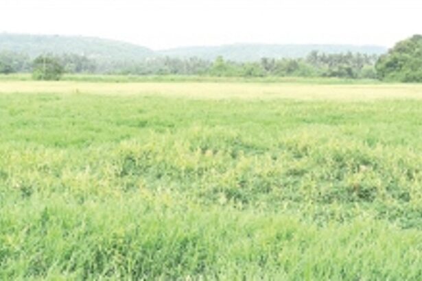 Degradation, degeneration of agro-based economy at Siolim