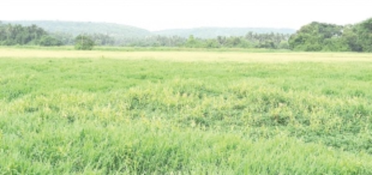 Degradation, degeneration of agro-based economy at Siolim