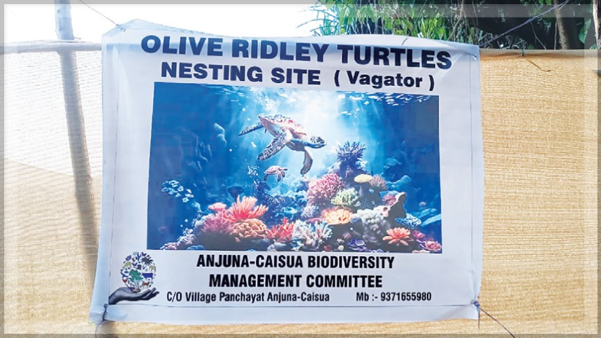 Delays in Declaring Vagator’s Dream Beach as Turtle Nesting Ground Raise Concerns 1 Delays in Declaring Vagator’s Dream Beach as Turtle Nesting Ground Raise Concerns