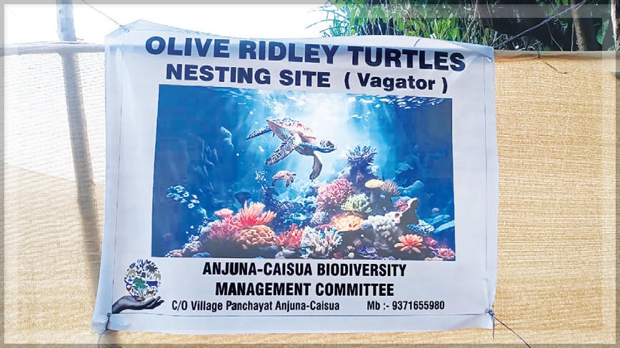 Delays in Declaring Vagator’s Dream Beach as Turtle Nesting Ground Raise Concerns