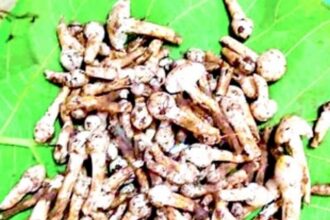 Delectable seasonal ‘Olmi’ hits Ponda market, generates significant demand