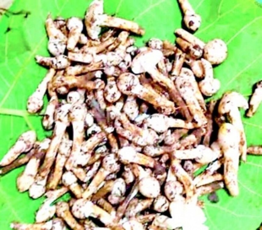 Delectable seasonal ‘Olmi’ hits Ponda market, generates significant demand 1 Delectable seasonal ‘Olmi’ hits Ponda market, generates significant demand