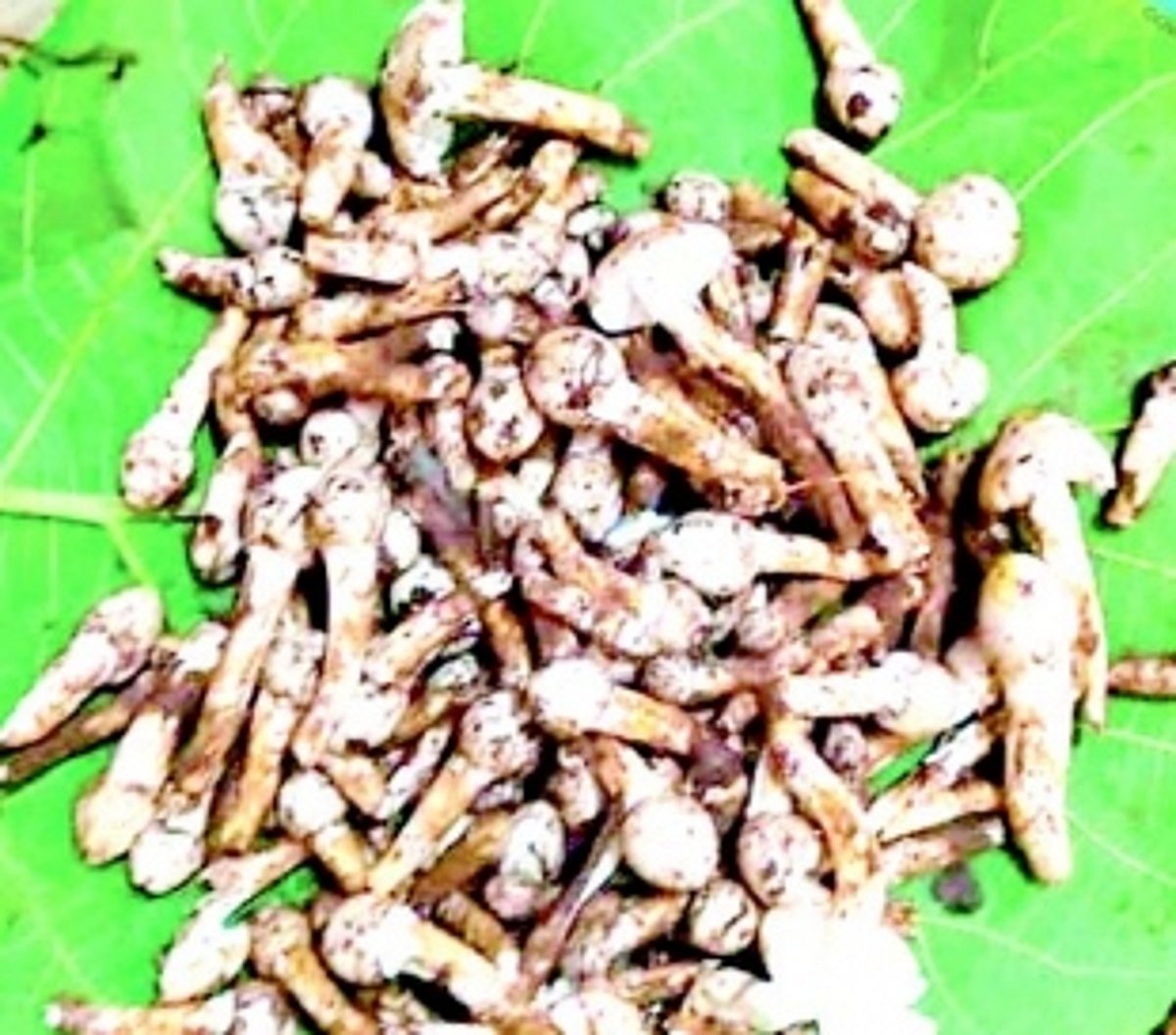 Delectable seasonal ‘Olmi’ hits Ponda market, generates significant demand